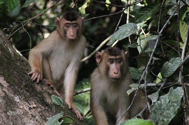 dvě opičky