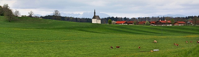 příroda, zelená louka, květiny, krávy v povzdálí menší vesnice a kostelíček