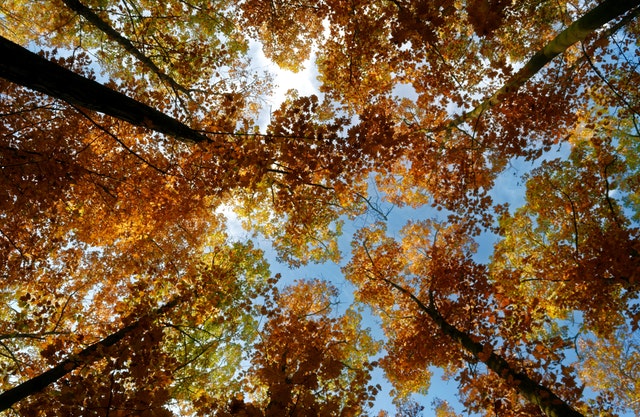 pohled do korun stromů, podzim.jpg